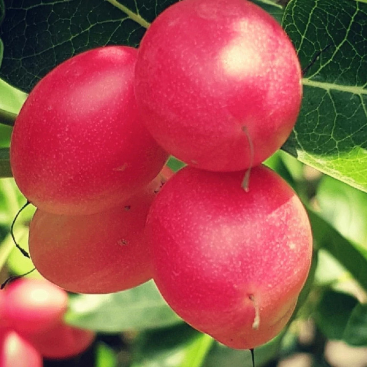 نهال آلو زودرس