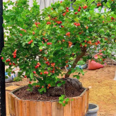 نهال آلو سرخ