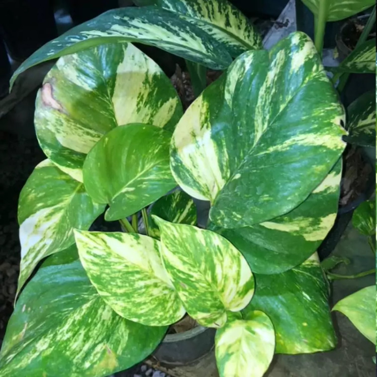 گل پتوس مرمری