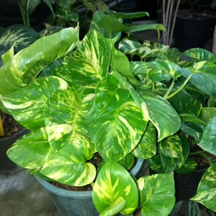 پتوس پرگ بهن