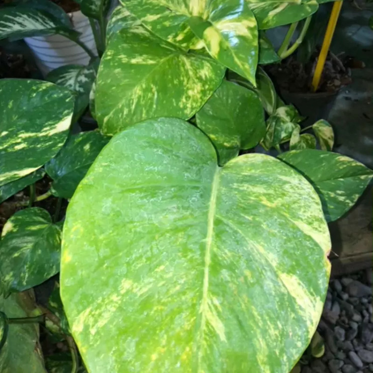 پتوس سایز بزرگ