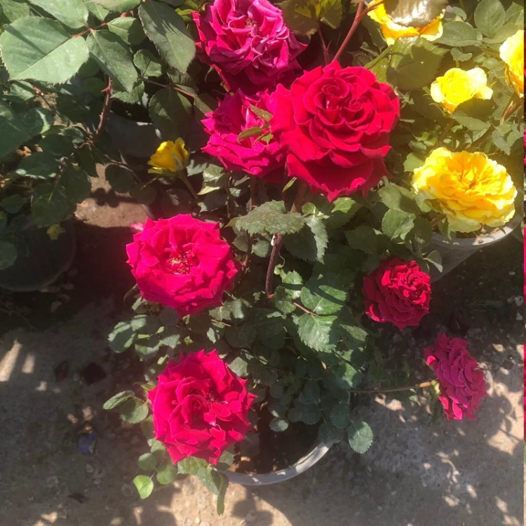 رز صورتی خاص