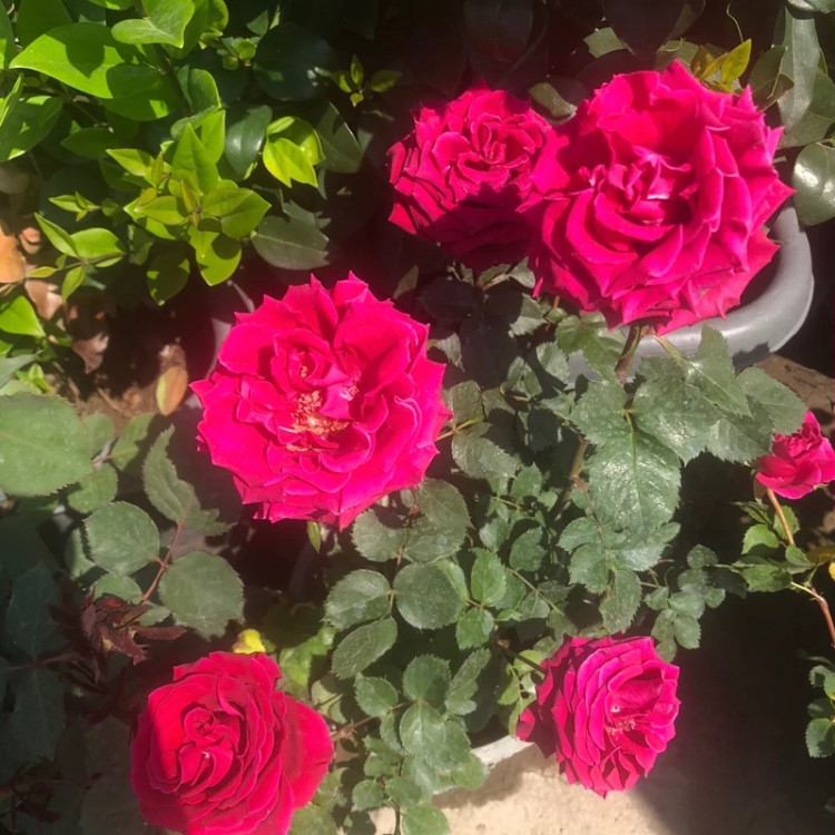 نهال رز صورتی فری