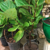 گل فیکوس زیبا