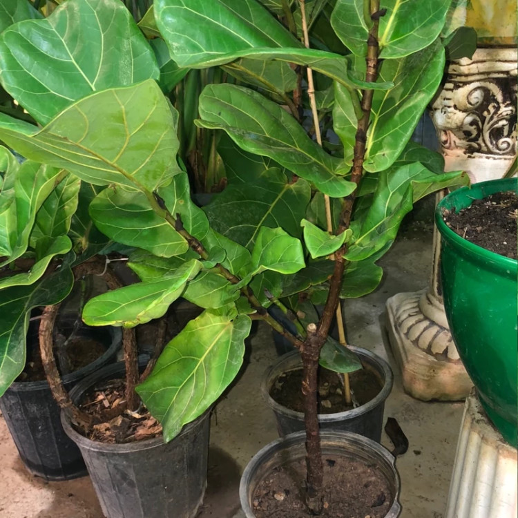 گل فیکوس زیبا