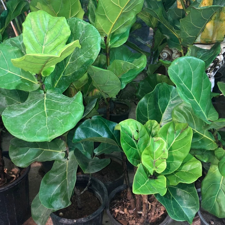 فیکوس سایز بزرگ