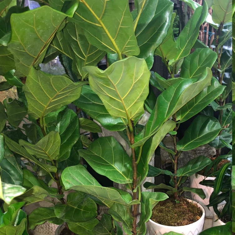 گل فیکوس لیراتا