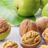 نهال گردو شیلی