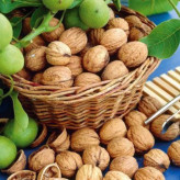 نهال گردو پربار و دیرگل