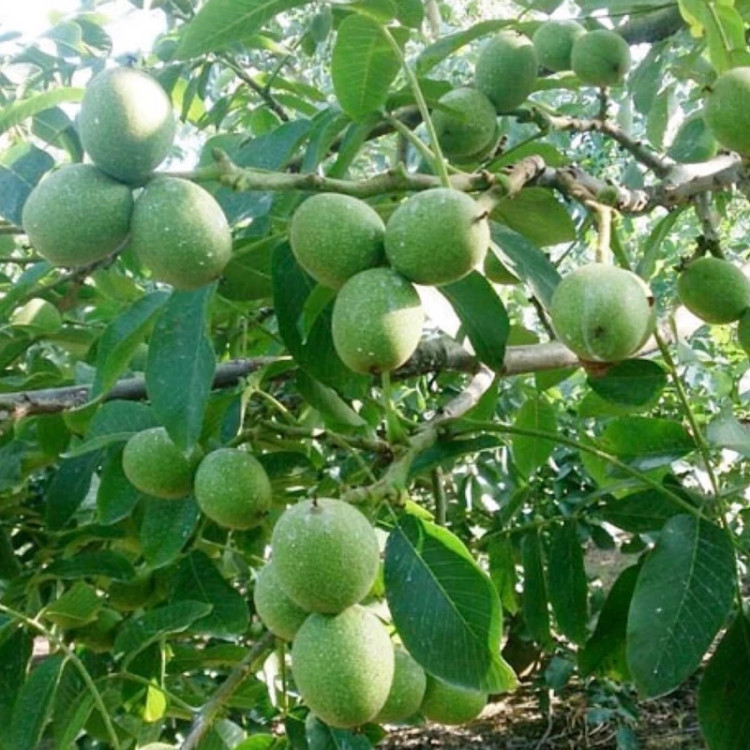 نهال گردو تو سفید