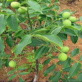 نهال گردو وارداتی