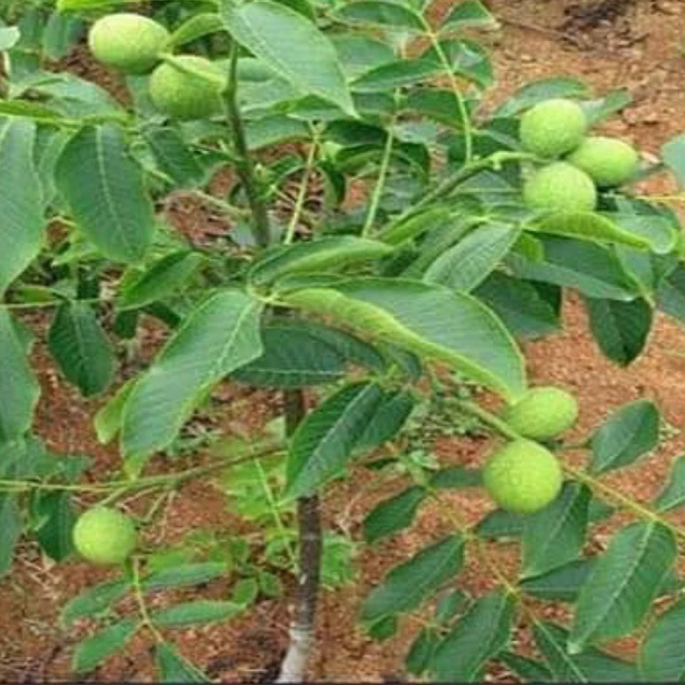 نهال گردو وارداتی