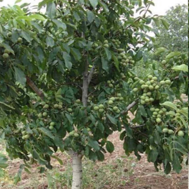 نهال گردو پیوندی