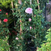 رز رونده سایر بزرگ