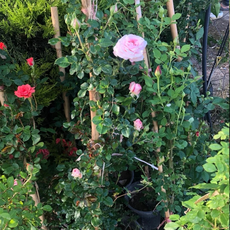 رز رونده سایر بزرگ