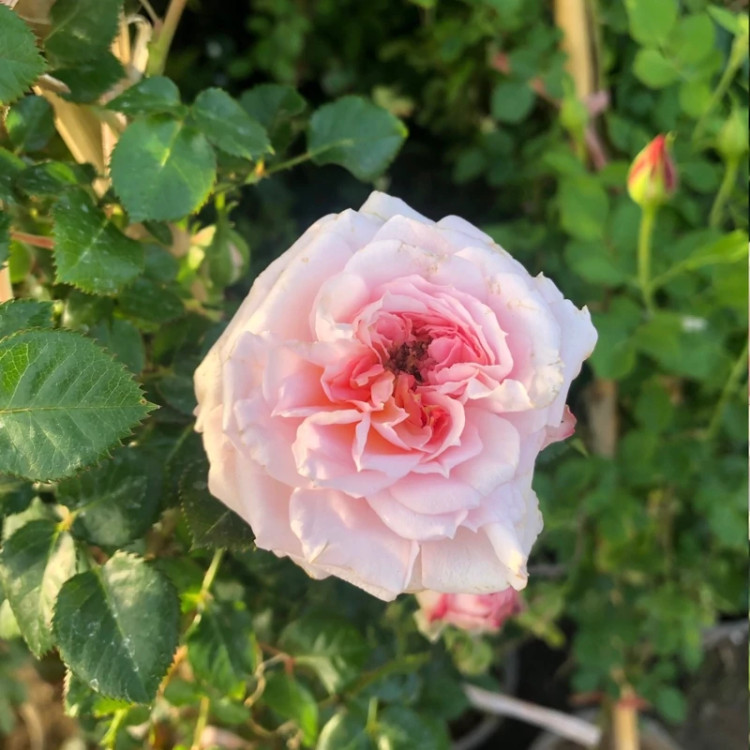 رز رونده دو رنگ