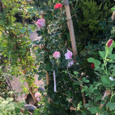 رز رونده چند رنگ