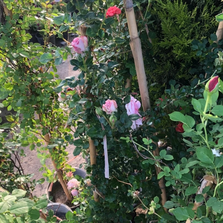 رز رونده چند رنگ