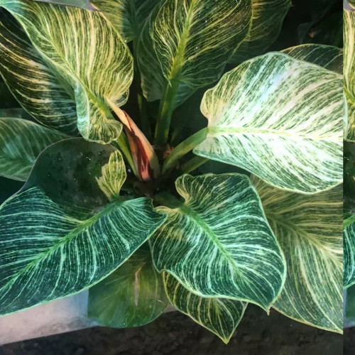 فیلودندرون بروکلین