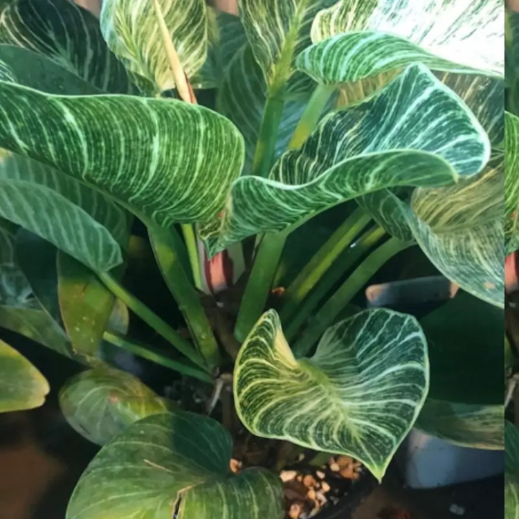 فیلودندرون بروکلین بزرگ