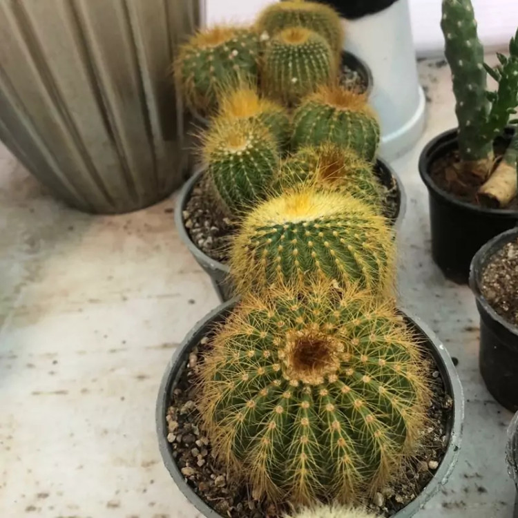 کاکتوس توپی