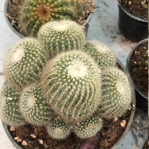 کاکتوس آچینو توپی