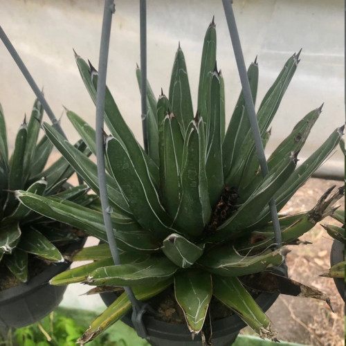 آگاو سبز فلوریدا