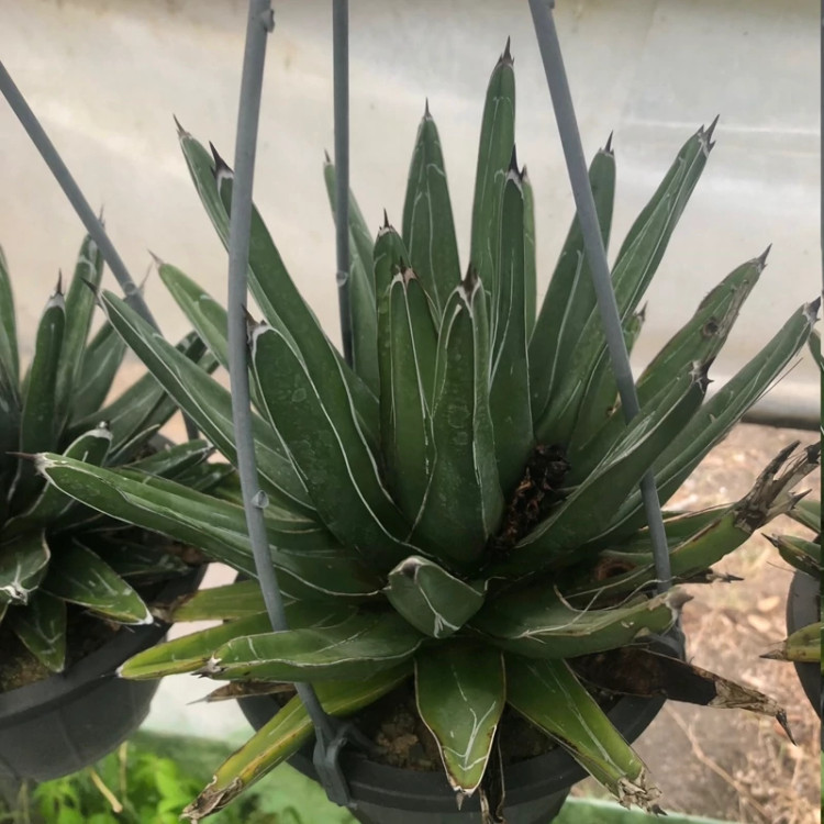 آگاو سبز فلوریدا