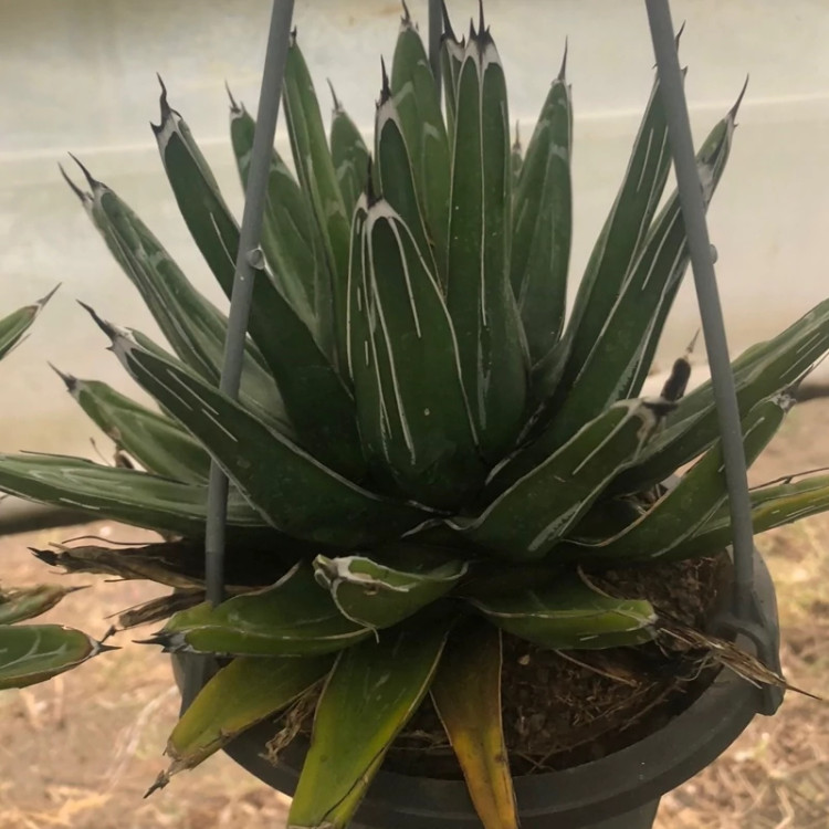 آگاو فلوریدا