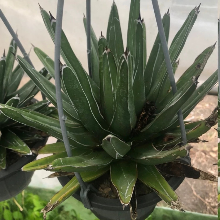 آگاو فلوریدا چند ساله