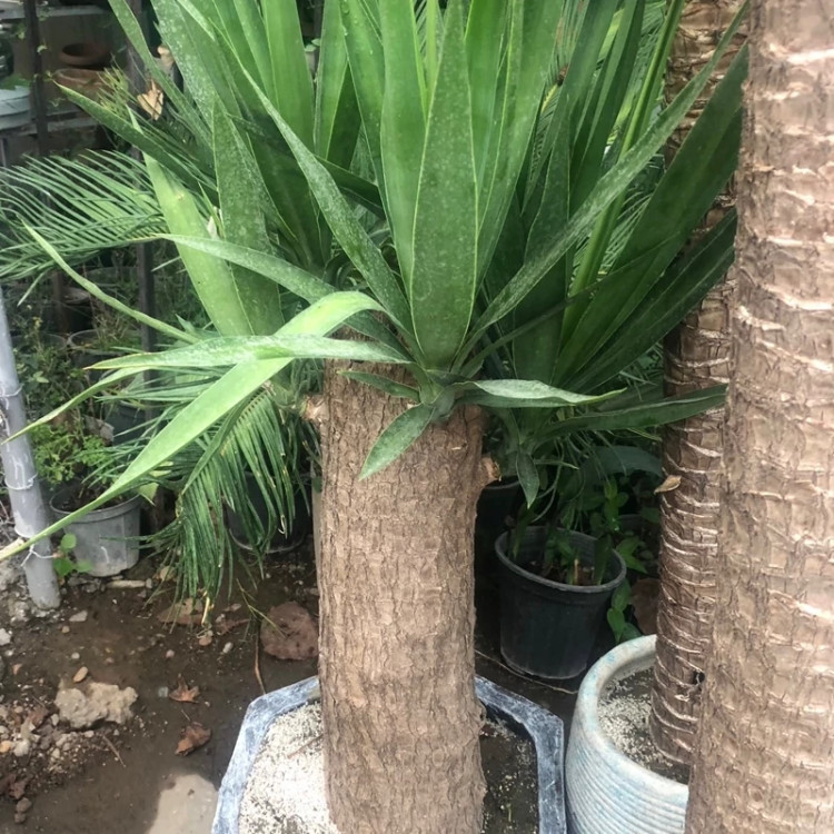 گل یوگا سایز بزرگ