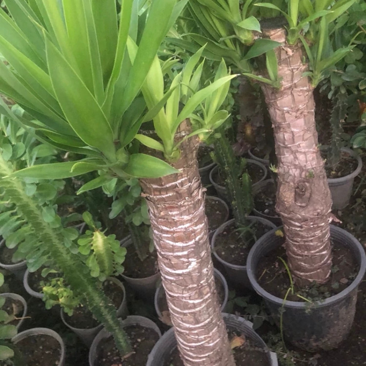 گل یوگا غول پیکر