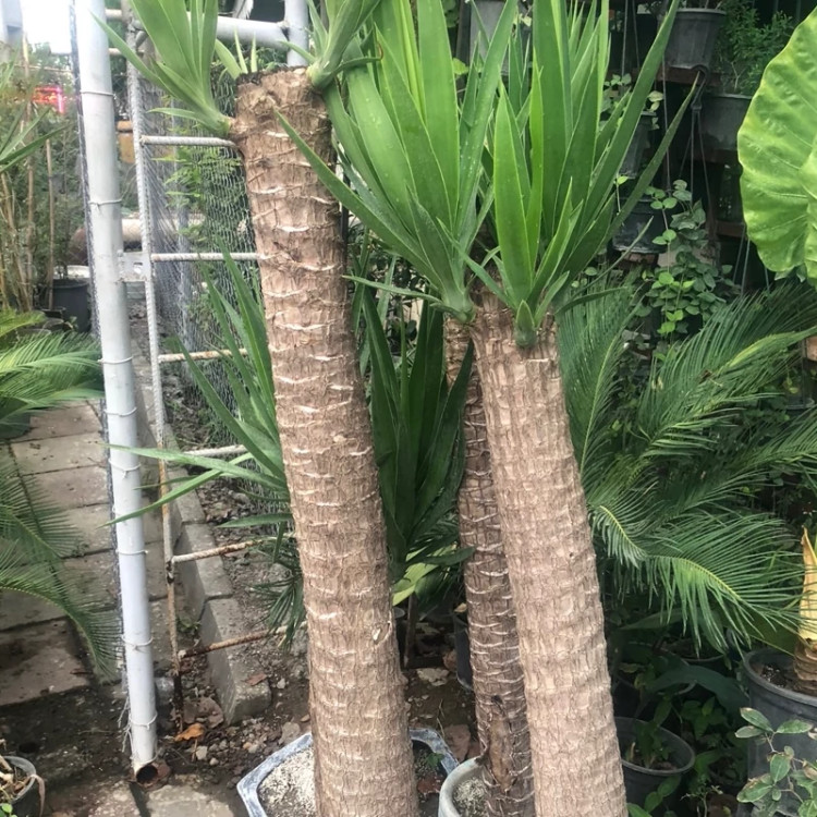 گل یوگا چند ساله