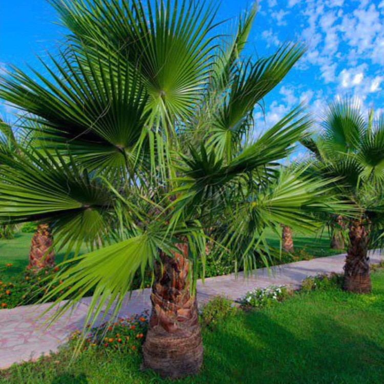 نخل واشنگتن بزرگ