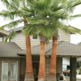 نخل واشنگتن غول پیکر