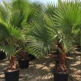 نخل واشنگتن گلدانی