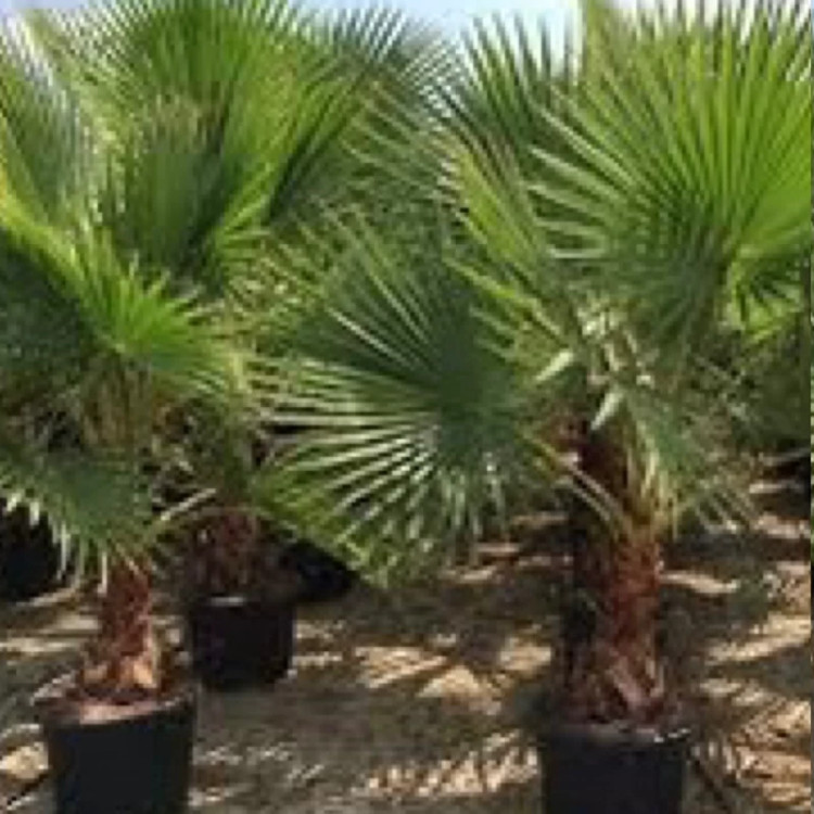 نخل واشنگتن گلدانی