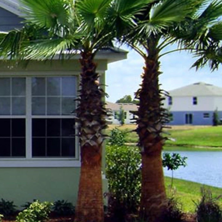 نخل واشنگتن وارداتی