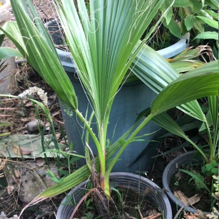 نخل واشنگتن گیاهی خاص