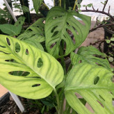 پیتوس پنجره ای