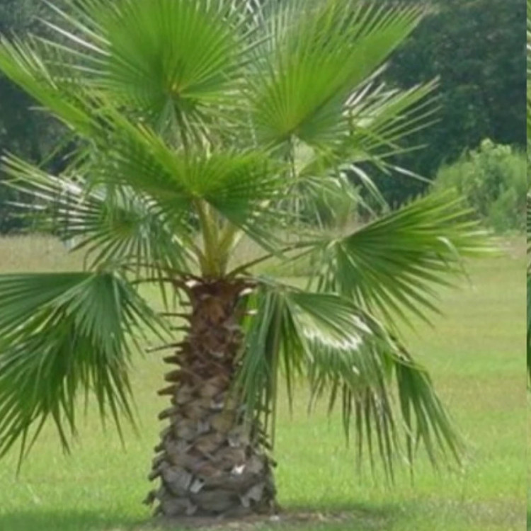 نخلی زیبا نخل واشنگتن