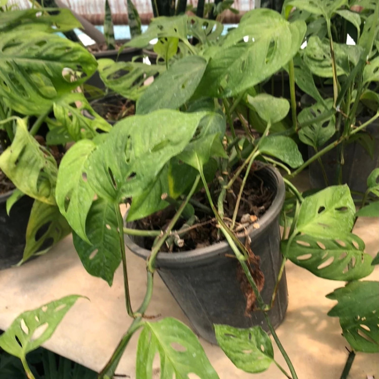 پیتوس زینتی