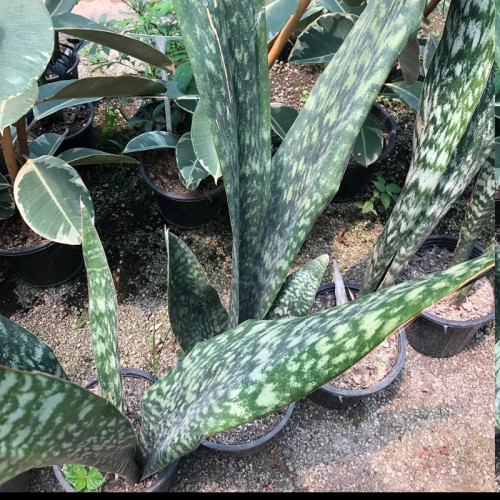 گل سانسوریا