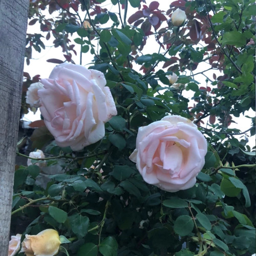 گل رز رونده کرمی