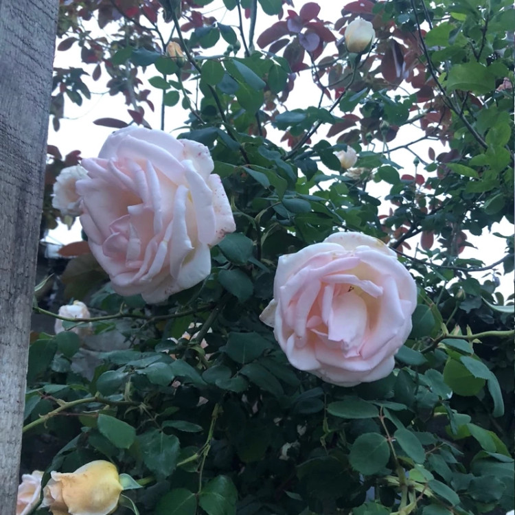 گل رز رونده کرمی