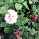 رز رونده کرم گلدانی