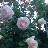 رز رونده کرمی پرپر