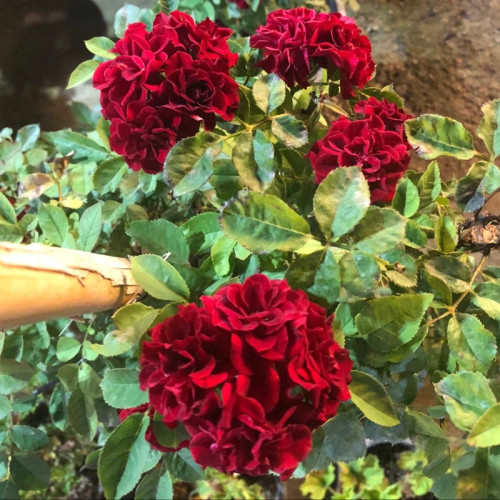 رز رونده مارپیچی