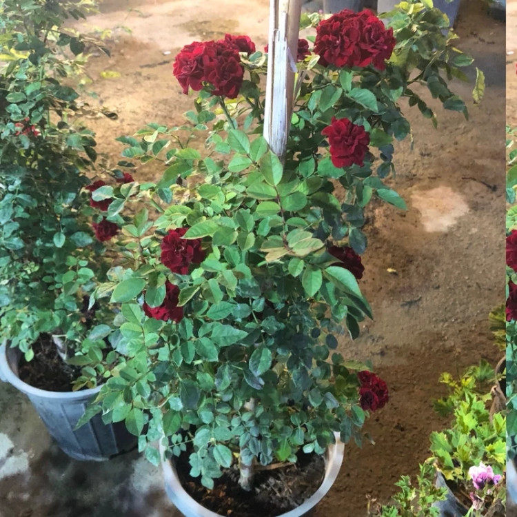 رز رونده ضد آفت