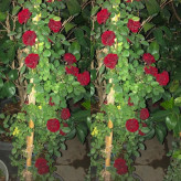 رز رونده قرمز